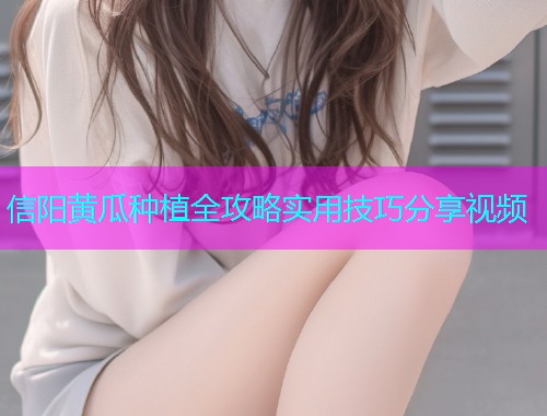 信阳黄瓜种植全攻略实用技巧分享视频