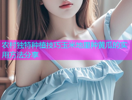 农村独特种植技巧玉米地里种黄瓜的实用方法分享