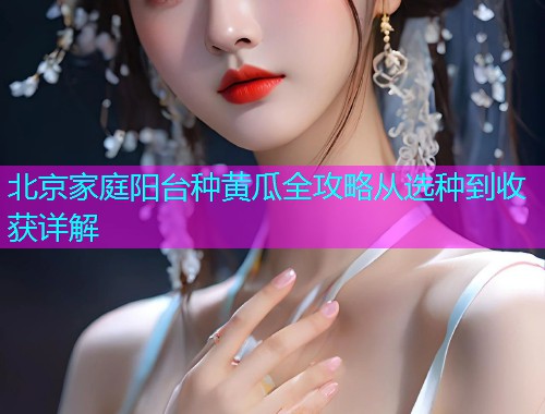 北京家庭阳台种黄瓜全攻略从选种到收获详解