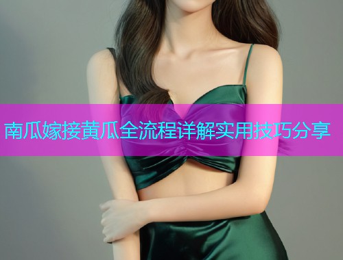 南瓜嫁接黄瓜全流程详解实用技巧分享